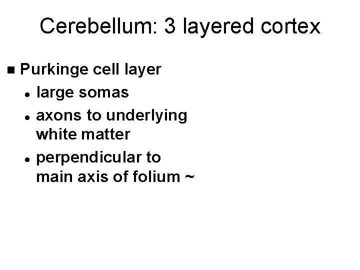 Cerebellum: 3 layered cortex n Purkinge cell layer l large somas l axons to