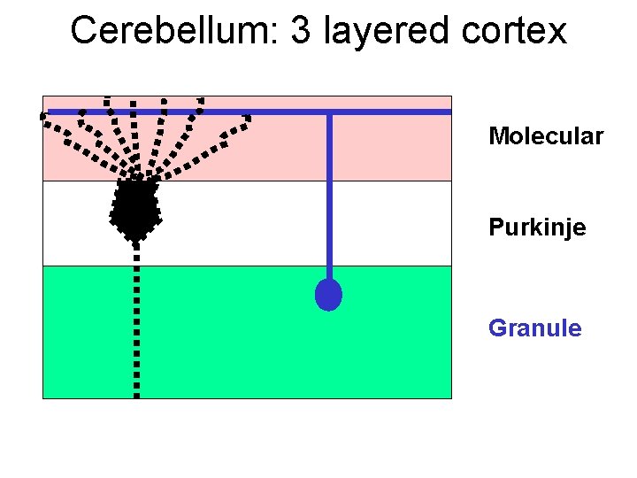 Cerebellum: 3 layered cortex Molecular Purkinje Granule 