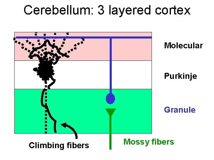 Cerebellum: 3 layered cortex Molecular Purkinje Granule Climbing fibers Mossy fibers 