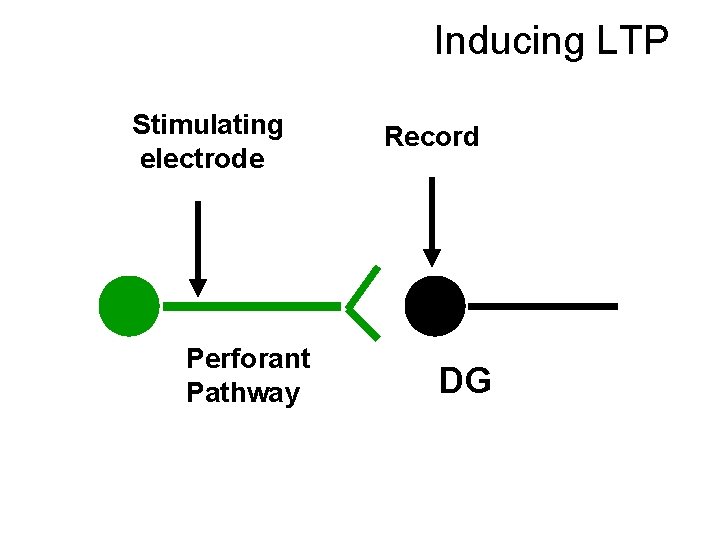 Inducing LTP Stimulating electrode Perforant Pathway Record DG 