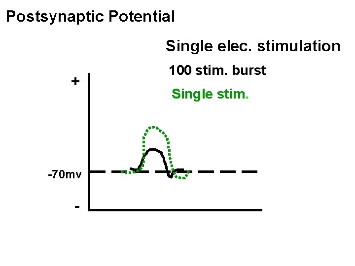 Postsynaptic Potential Single elec. stimulation + -70 mv - 100 stim. burst Single stim.