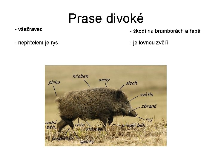 Prase divoké - všežravec - škodí na bramborách a řepě - nepřítelem je rys