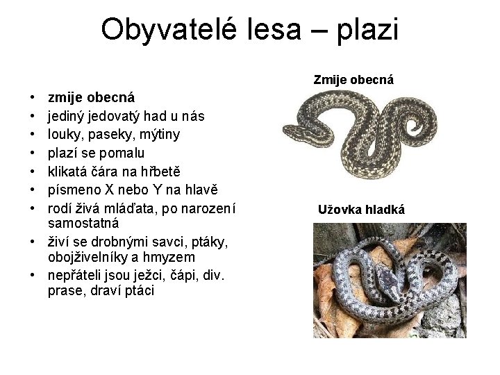 Obyvatelé lesa – plazi Zmije obecná • • zmije obecná jediný jedovatý had u