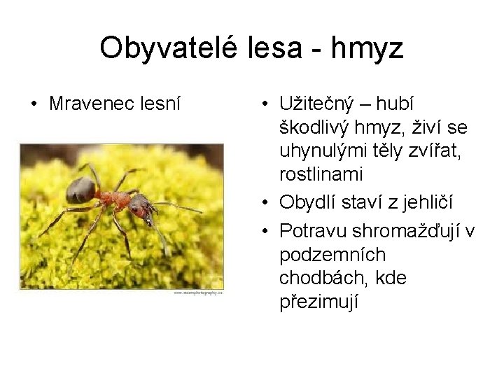 Obyvatelé lesa - hmyz • Mravenec lesní • Užitečný – hubí škodlivý hmyz, živí