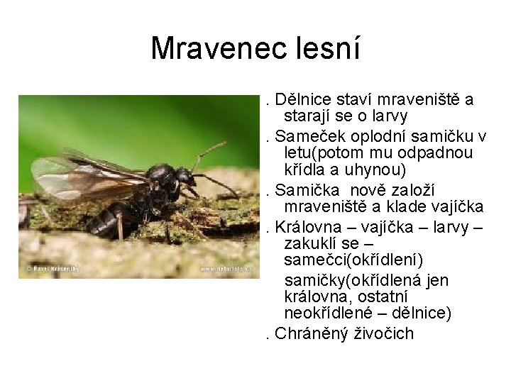 Mravenec lesní. Dělnice staví mraveniště a starají se o larvy. Sameček oplodní samičku v