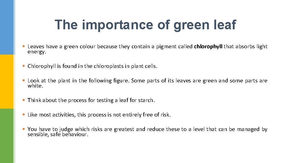 The importance of green leaf § Leaves have a green colour because they contain