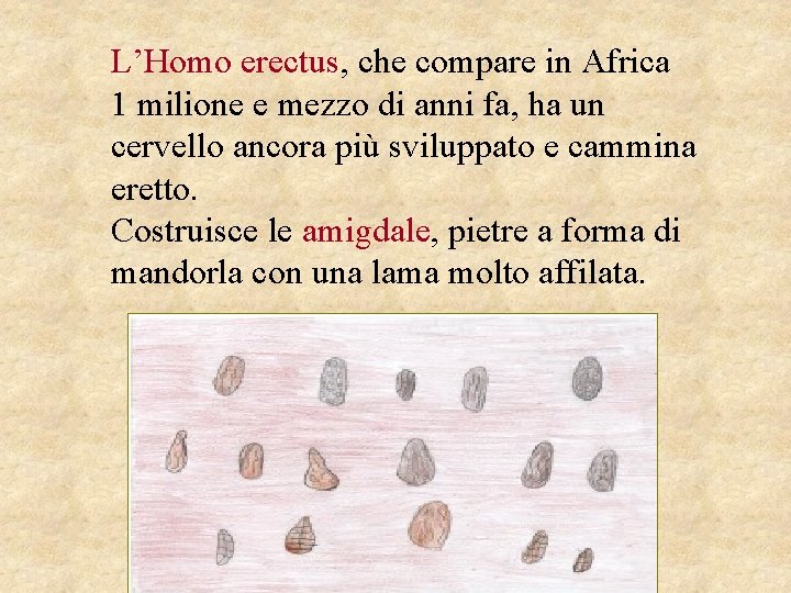 L’Homo erectus, che compare in Africa 1 milione e mezzo di anni fa, ha