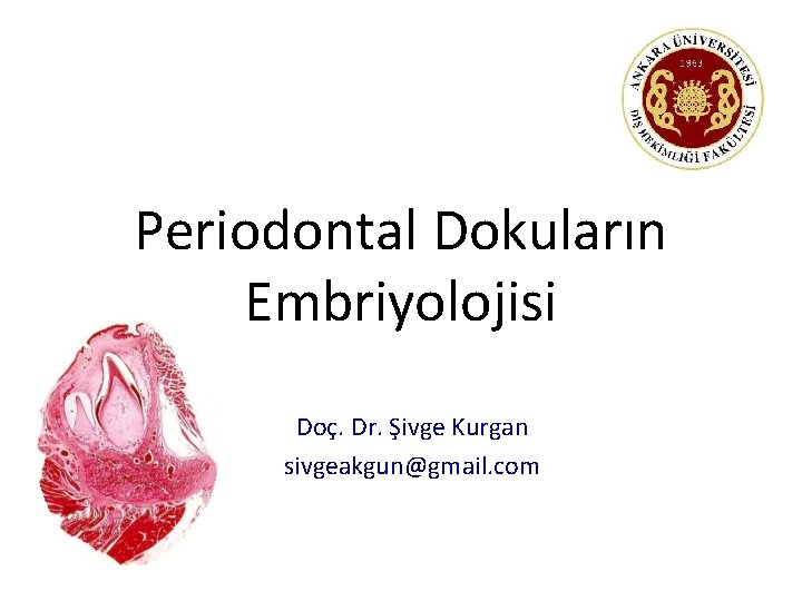 Periodontal Dokuların Embriyolojisi Doç. Dr. Şivge Kurgan sivgeakgun@gmail. com 