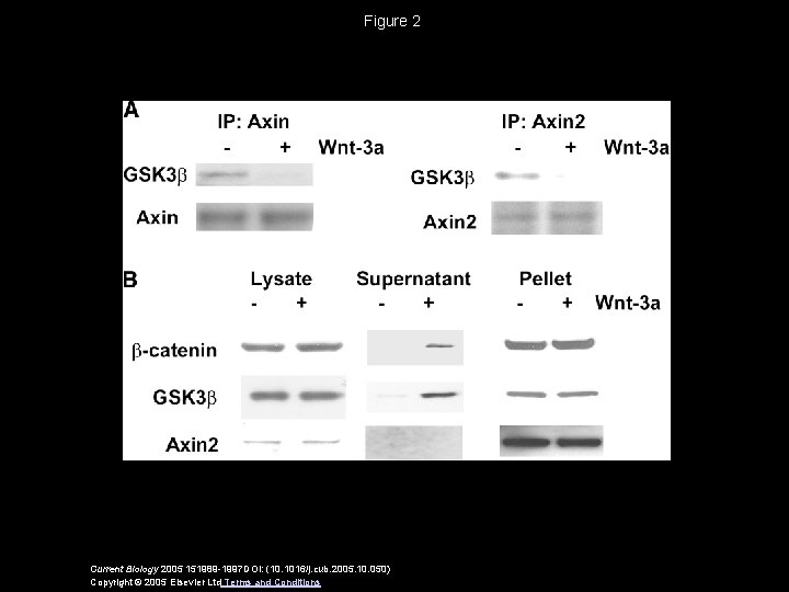 Figure 2 Current Biology 2005 151989 -1997 DOI: (10. 1016/j. cub. 2005. 10. 050)