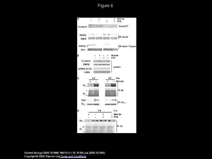 Figure 6 Current Biology 2005 151989 -1997 DOI: (10. 1016/j. cub. 2005. 10. 050)