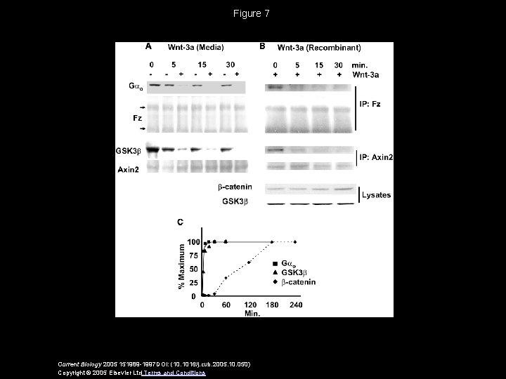 Figure 7 Current Biology 2005 151989 -1997 DOI: (10. 1016/j. cub. 2005. 10. 050)