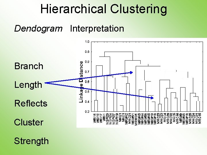 Hierarchical Clustering Dendogram Interpretation Branch Length Reflects Cluster Strength 