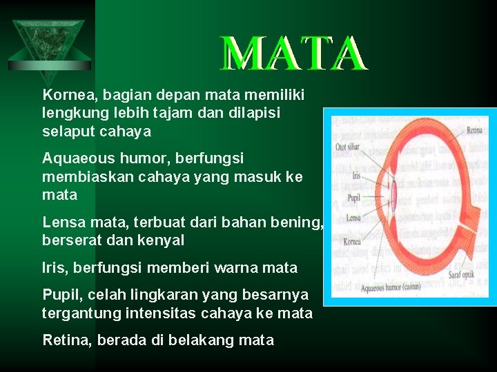 MATA Kornea, bagian depan mata memiliki lengkung lebih tajam dan dilapisi selaput cahaya Aquaeous