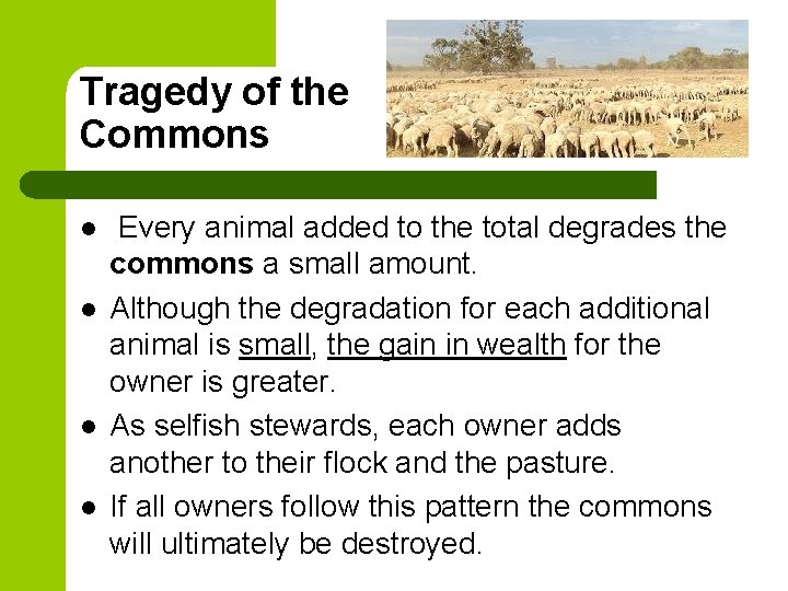 Tragedy of the Commons l l Every animal added to the total degrades the