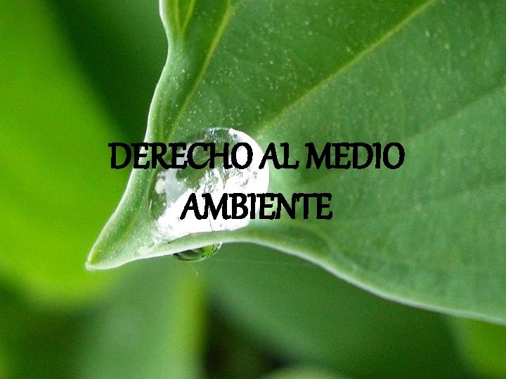 DERECHO AL MEDIO AMBIENTE 