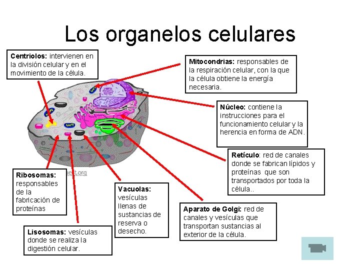 Los organelos celulares Centriolos: intervienen en la división celular y en el movimiento de