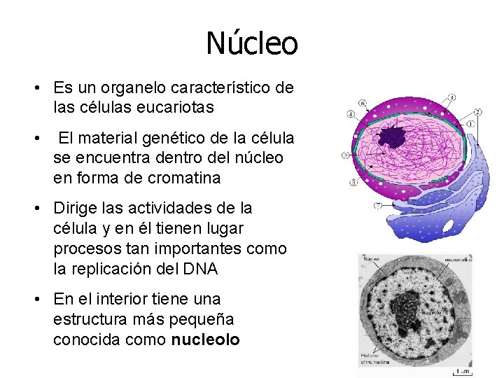 Núcleo • Es un organelo característico de las células eucariotas • El material genético