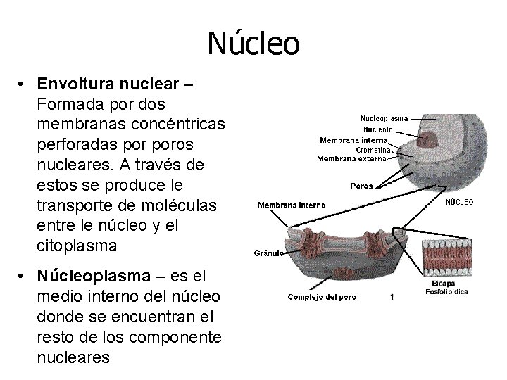 Núcleo • Envoltura nuclear – Formada por dos membranas concéntricas perforadas poros nucleares. A