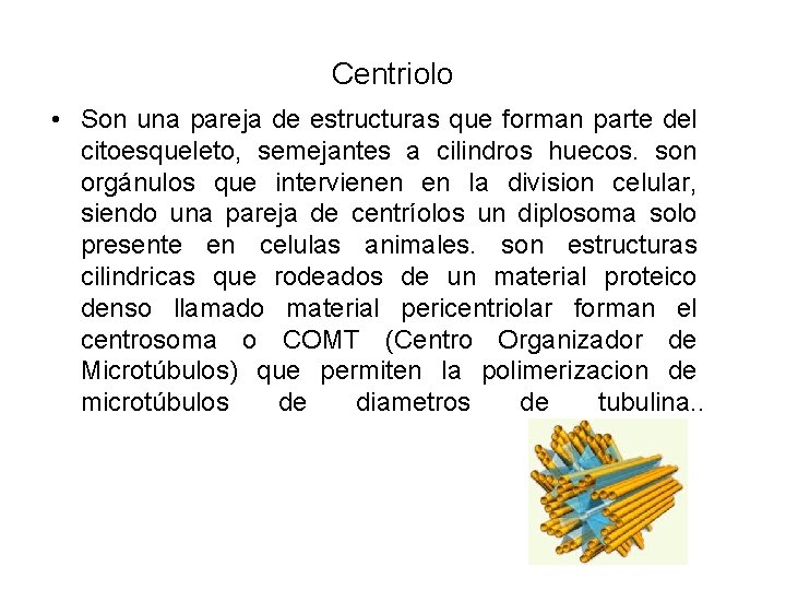 Centriolo • Son una pareja de estructuras que forman parte del citoesqueleto, semejantes a
