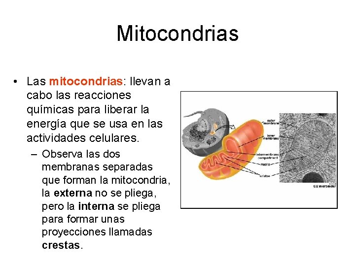 Mitocondrias • Las mitocondrias: llevan a cabo las reacciones químicas para liberar la energía