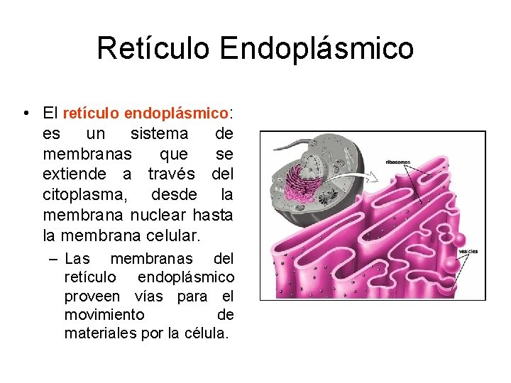 Retículo Endoplásmico • El retículo endoplásmico: es un sistema de membranas que se extiende