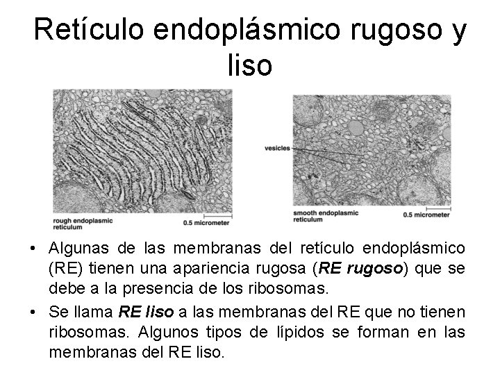 Retículo endoplásmico rugoso y liso • Algunas de las membranas del retículo endoplásmico (RE)