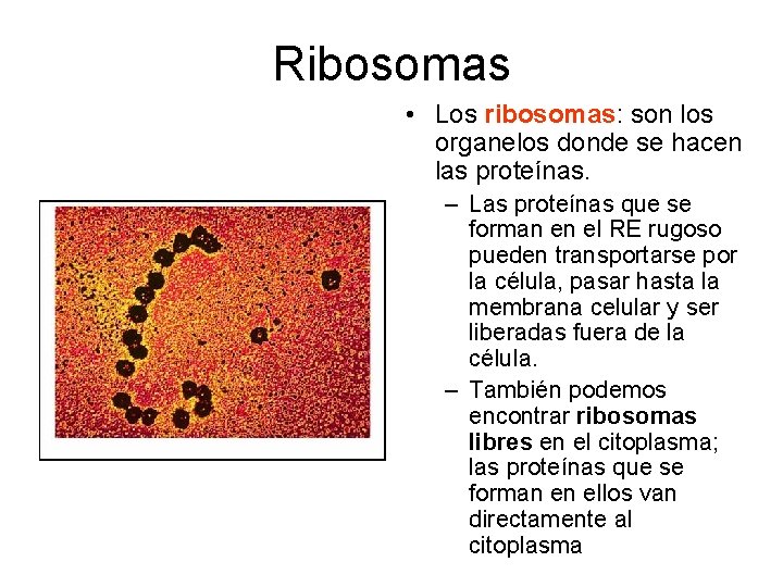 Ribosomas • Los ribosomas: son los organelos donde se hacen las proteínas. – Las