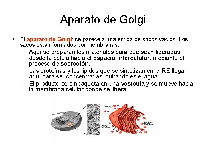 Aparato de Golgi • El aparato de Golgi: se parece a una estiba de