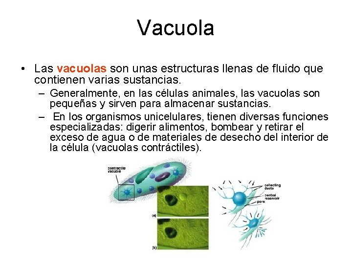 Vacuola • Las vacuolas son unas estructuras llenas de fluido que contienen varias sustancias.