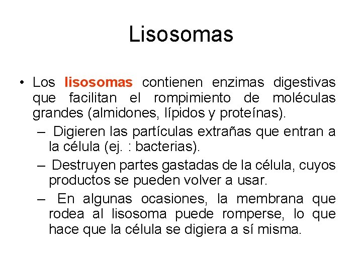 Lisosomas • Los lisosomas contienen enzimas digestivas que facilitan el rompimiento de moléculas grandes