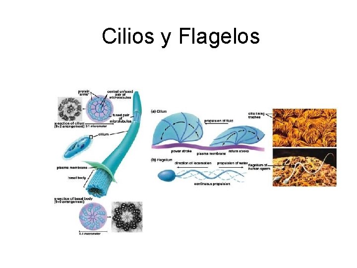 Cilios y Flagelos 