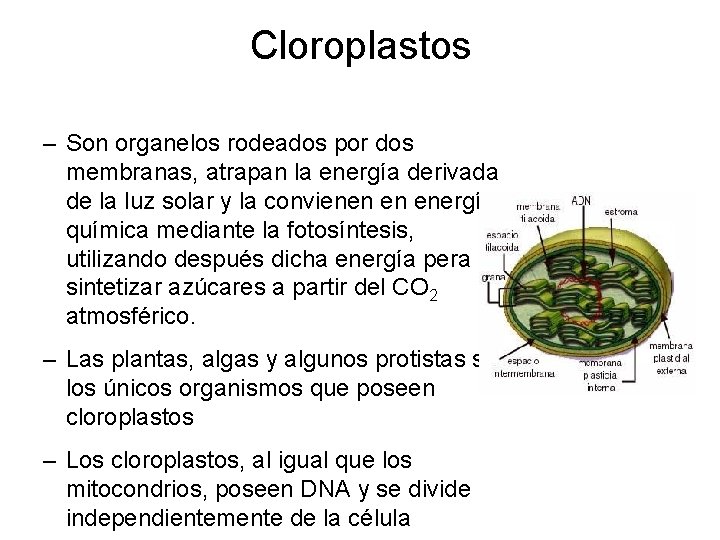 Cloroplastos – Son organelos rodeados por dos membranas, atrapan la energía derivada de la