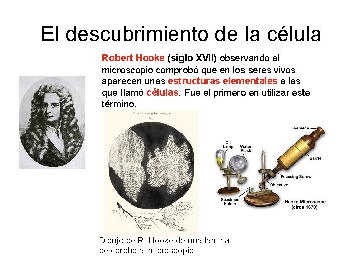 El descubrimiento de la célula Robert Hooke (siglo XVII) observando al microscopio comprobó que