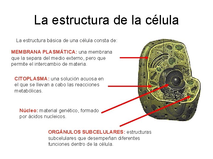 La estructura de la célula La estructura básica de una célula consta de: MEMBRANA