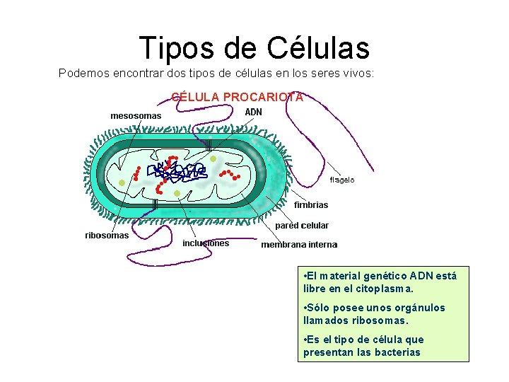 Tipos de Células Podemos encontrar dos tipos de células en los seres vivos: CÉLULA