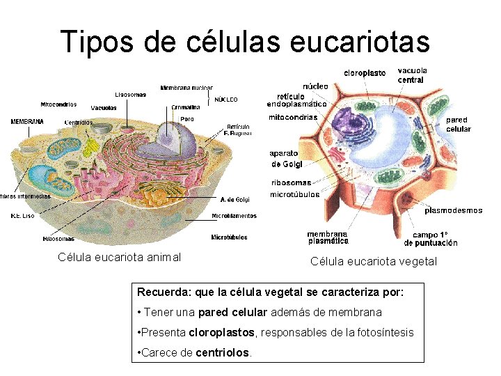 Tipos de células eucariotas Célula eucariota animal Célula eucariota vegetal Recuerda: que la célula