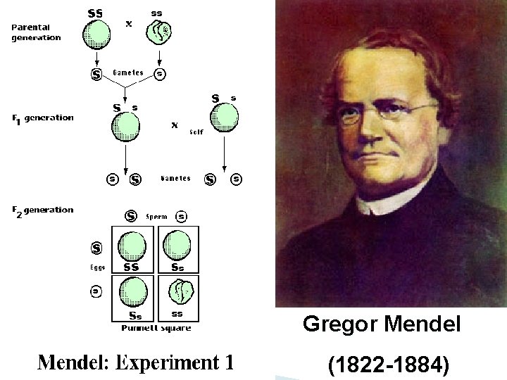 Gregor Mendel (1822 -1884) 