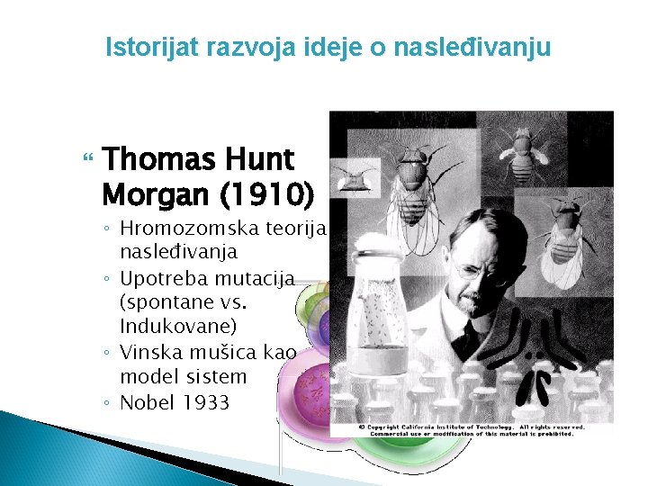 Istorijat razvoja ideje o nasleđivanju Thomas Hunt Morgan (1910) ◦ Hromozomska teorija nasleđivanja ◦
