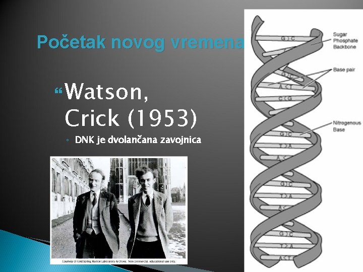 Početak novog vremena Watson, Crick (1953) ◦ DNK je dvolančana zavojnica 