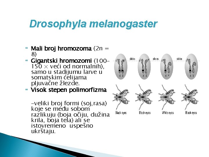 Drosophyla melanogaster Mali broj hromozoma (2 n = 8) Gigantski hromozomi (100150 × veći