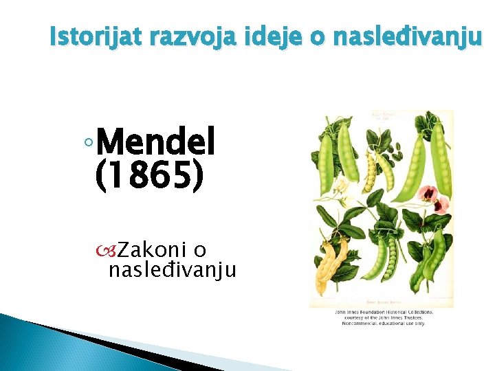 Istorijat razvoja ideje o nasleđivanju ◦Mendel (1865) Zakoni o nasleđivanju 