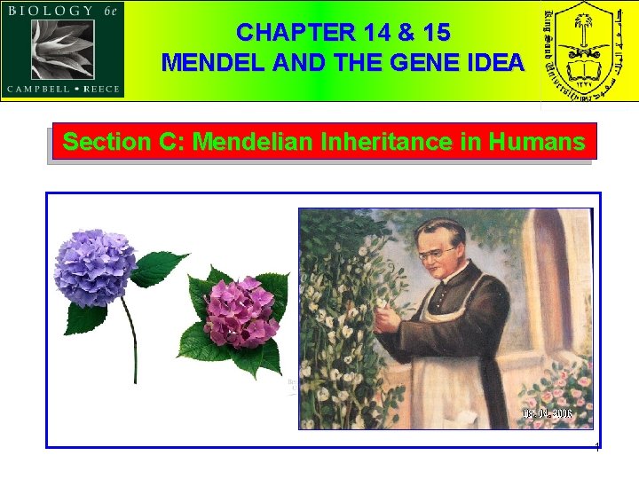 CHAPTER 14 & 15 MENDEL AND THE GENE IDEA Section C: Mendelian Inheritance in