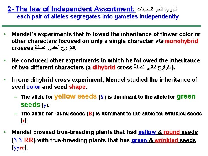 2 - The law of Independent Assortment: ﺍﻟﺘﻮﺯﻳﻊ ﺍﻟﺤﺮ ﻟﻠـﭽـﻴﻨﺎﺕ each pair of alleles