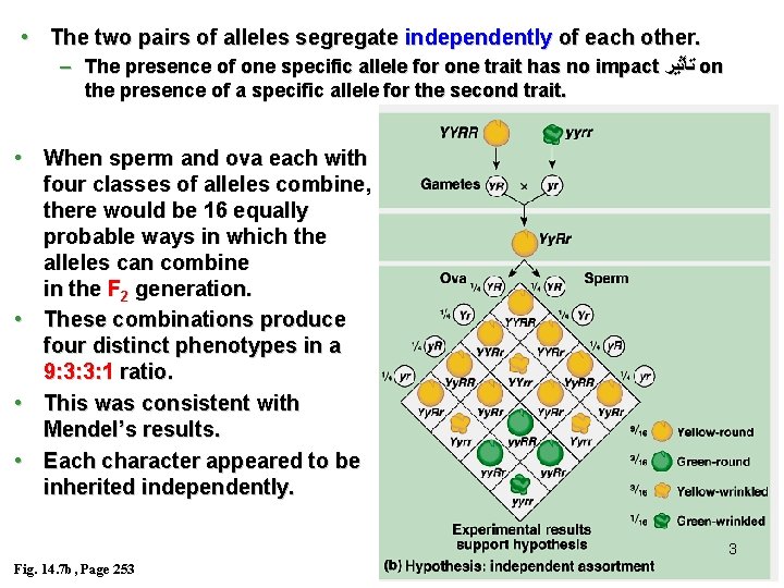  • The two pairs of alleles segregate independently of each other. – The