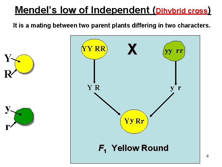 Mendel’s low of Independent (Dihybrid cross) It is a mating between two parent plants