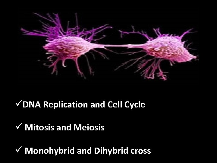 üDNA Replication and Cell Cycle ü Mitosis and Meiosis ü Monohybrid and Dihybrid cross