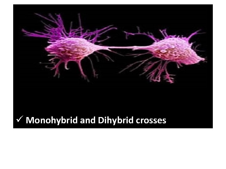 ü Monohybrid and Dihybrid crosses 