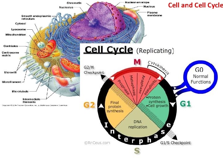 Cell and Cell Cycle 