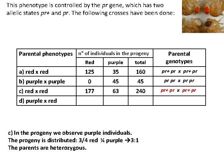 This phenotype is controlled by the pr gene, which has two allelic states pr+