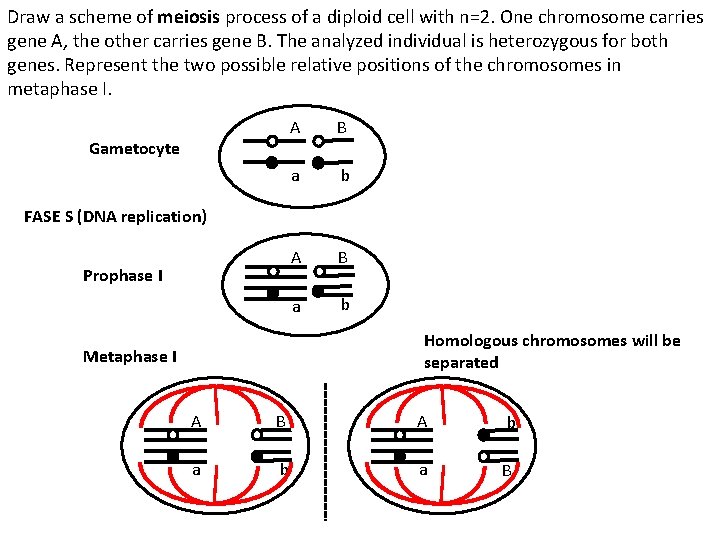 Draw a scheme of meiosis process of a diploid cell with n=2. One chromosome